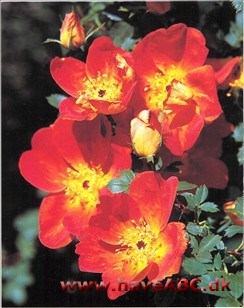 Rosa foetida bicolor. Et fyrværkeri i rødt og gult. En meget spektakulær rose, som araberne allere­de langt tilbage i tiden yndede og plan­tede. I litteraturen er der også omtalt ...