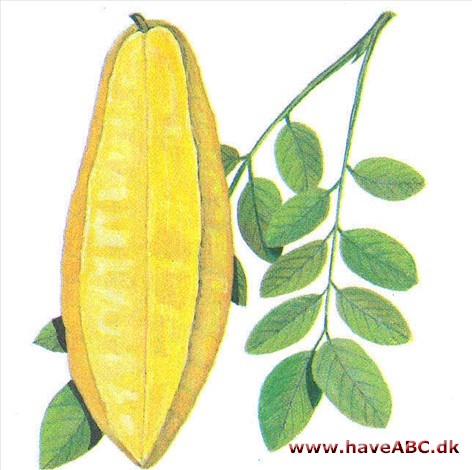 Karambol - Averrhoa carambola