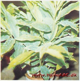 Kardemomme - Elettaria cardamomum 2 Kardemomme - Elettaria cardamomum 2
