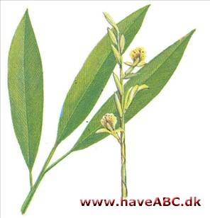 Kardemomme - Elettaria cardamomum