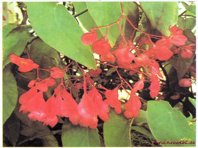 Kardinalbegonie - Begonia coccinea Kardinalbegonie - Begonia coccinea