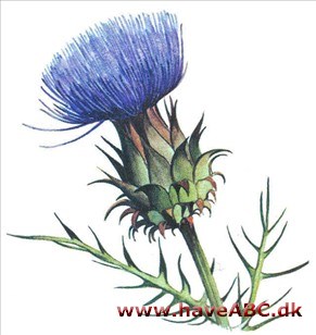 Kardon - Cynara cardunculus Kardon - Cynara cardunculus