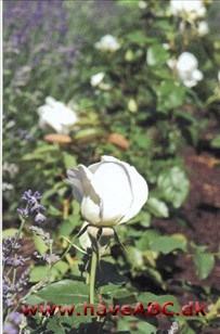 Karen Blixen - Silver Anniversary Blomsterne er rent hvide, store, fyldte, dufter en smule og er samlet i små stande. De udvikles i juli og ... Se mere her ...