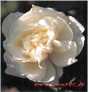 Blomsterne er ikke lige så store som på 'frau Karl Druschki', men lige så hvide og lige så velformede. Rosen er en vel­lykket kombination af forædling og vildroseeharme. 