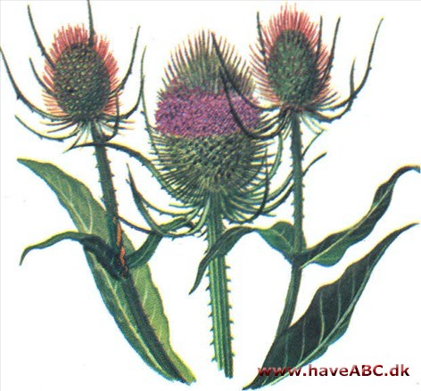 Kartebolle - Dipsacus Kartebolle - Dipsacus