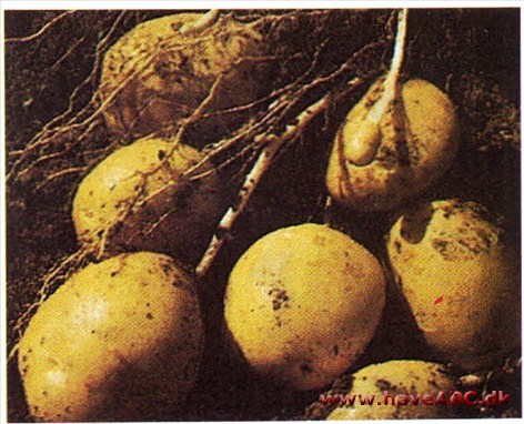Kartoffel - Solanum tuberosum † Kartoffel - Solanum tuberosum †