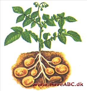 Kartoffel - Solanum tuberosum Kartoffel - Solanum tuberosum