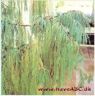 Kashmir Cypres - Cupressus cashmeriana Kashmir Cypres - Cupressus cashmeriana