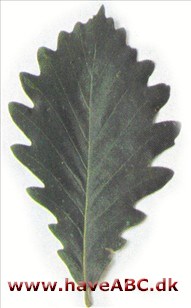Kaspisk eg - Quercus macranthera Kaspisk eg - Quercus macranthera