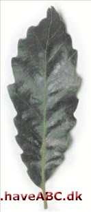 Kastaniebladet eg - Quercus castaneifolia