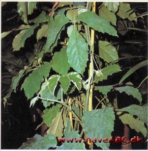 Kastanievin, Kejservin, Kænguruvin - Tetrastigma voinierianum (syn. Vitis)