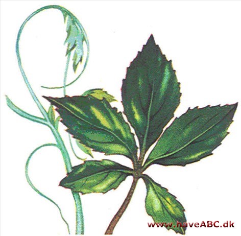 Kastanjevin - Tetrastigma voinierianum Kastanjevin - Tetrastigma voinierianum