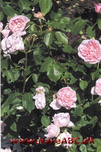 De sart pink blomster dufter moderat, er meget fyldte, 8- 10 cm store, skålformede og samlet i små stande. De udvikles i juli, evt. med remontering. 
Se mere her ...