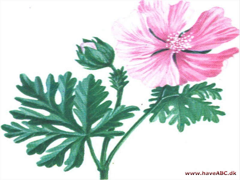 Katost - Malva sylvestris Katost - Malva sylvestris