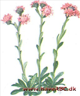 Kattefod - Antennaria dioica