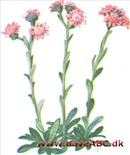 Kattefod - Antennaria dioica Kattefod - Antennaria dioica