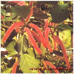 Kattehale - Acalypha hispida Kattehale - Acalypha hispida