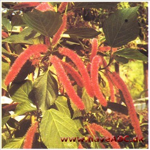 Kattehale - Acalypha hispida