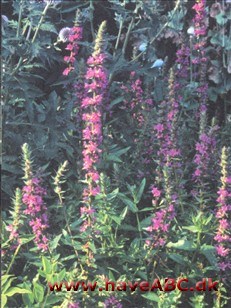 Kattehale, almindelig - Lythrum soiicaria Almindelig kattehale ses tidlig sommer - tidligt efterår; opfører sig aldeles glimrende som vandkantplante på sine naturlige voksesteder i