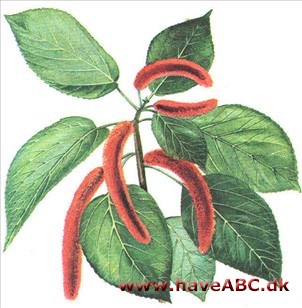 Kattesvans - Acalypha hispida Kattesvans - Acalypha hispida