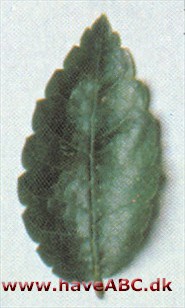 Kaukasisk zelkova - Zelkova carpinifolia