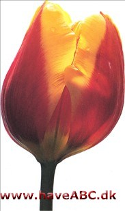 Keizerskroon - Tulipan, Tulipa
