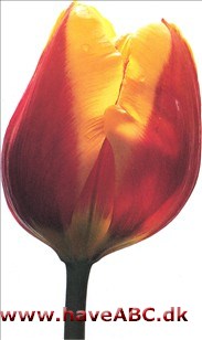 Keizerskroon - Tulipan, Tulipa Keizerskroon - Tulipan, Tulipa