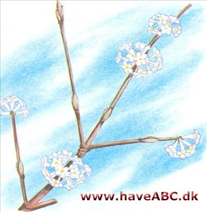 Kejserbusk - Viburnum farreri Kejserbusk - Viburnum farreri