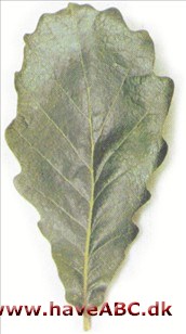 Kejsereg - Quercus dentata Kejsereg - Quercus dentata