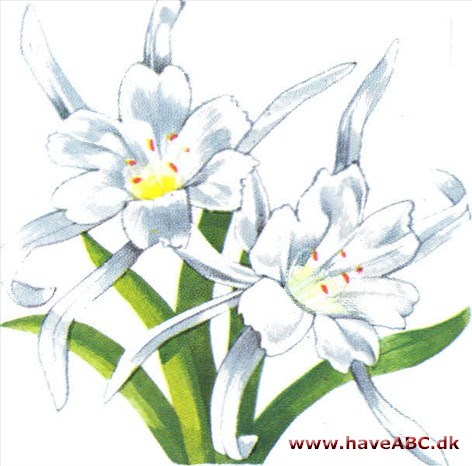 Kejserindelilje - Hymenocallis speciosa Kejserindelilje - Hymenocallis speciosa