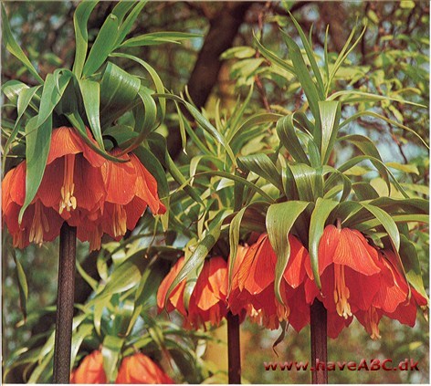 Kejserkrone - Fritillaria imperialis †