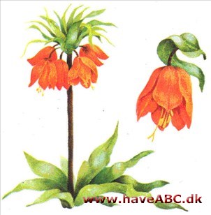 Kejserkrone - Fritillaria imperialis