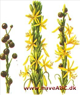 Kejserlys - Asphodeline lutea Kejserlys - Asphodeline lutea