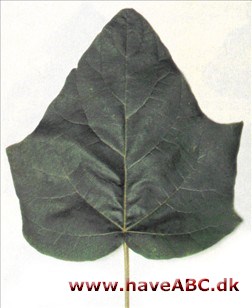 Kejsertræ - Paulownia tomentosa.