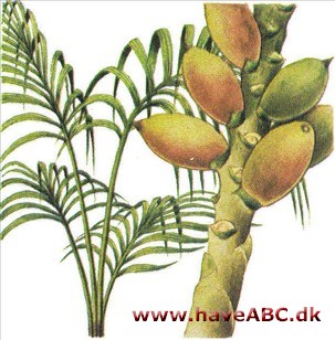 Kentia-palme - Howeia belmoreana