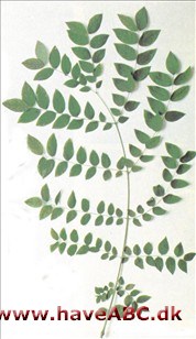 Kentucky-kaffetræ, Gymnocladus dioica