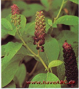 Kermesbær - Phytolacca acinosa †