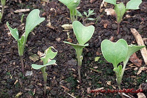 Kimplanteskimmel Kimplanteskimmel