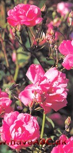 Kinaroser, Månedsroser, Bengalroser - Rosa x chininsis Utrættelige. Sådan kunne man karakterisere kinaroserne, som blomstrer uden afbrydelse hele sommeren og langt ud på efteråret. I Østasien, hvor de har deres oprindelse, blomstrer de