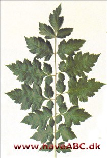 Kinesertræ - Koelreuteria paniculata.