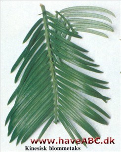 Kinesisk blommetaks - Cephalotaxus fortunei