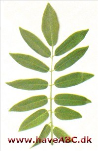 Kinesisk cladrastis - Cladrastis sinensis