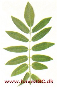 Kinesisk cladrastis - Cladrastis sinensis Kinesisk cladrastis - Cladrastis sinensis