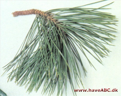Kinesisk fyr - Pinus tabulaeformis
