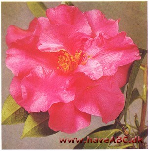 Kinesisk Kamelia - Camellia reticulata
