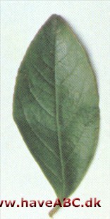Kinesisk stewartia - Stewartia sinensis