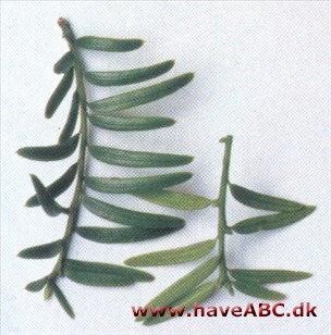 Kinesisk taks - Taxus celebica