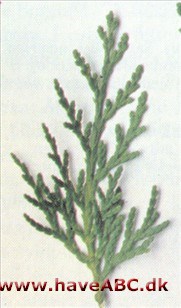 Kinesisk thuja, Livstræ - Thuja orientalis