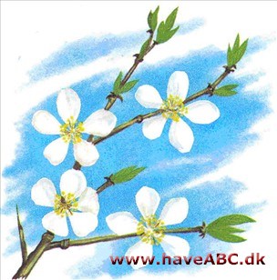 Kirsebærblomme - Prunus cerasifera