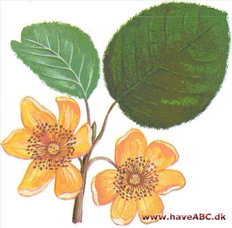 Kiwiplanten - Actinidia chinensis